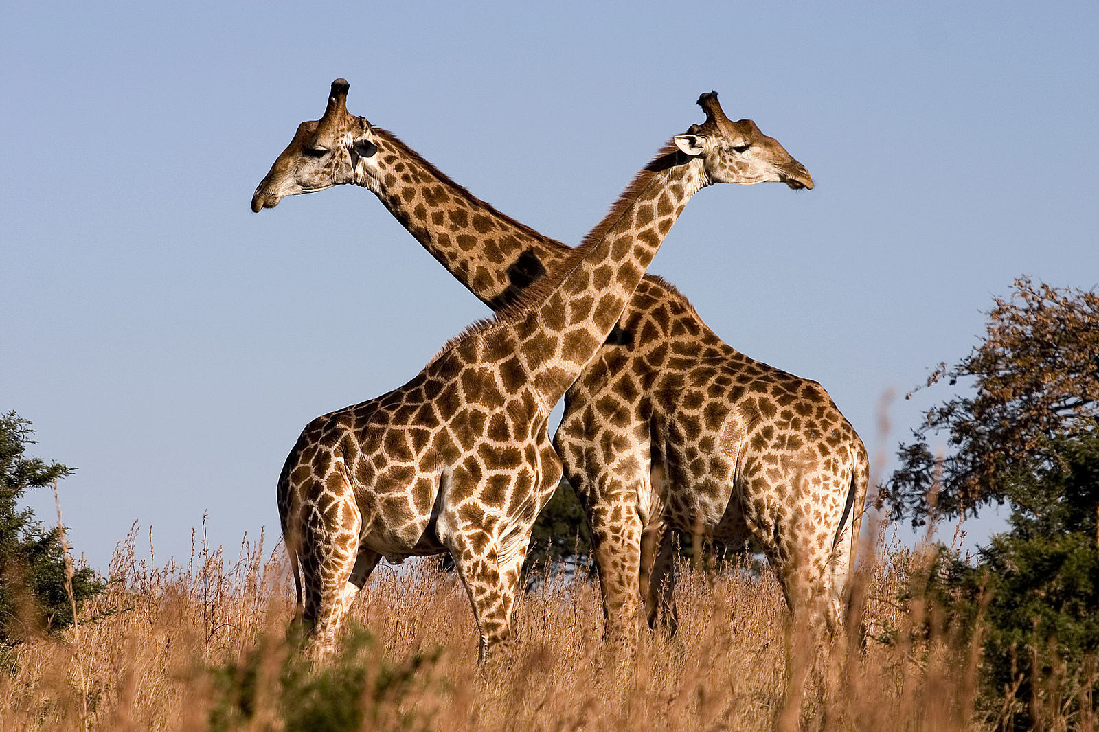 Wildwatch Kenya